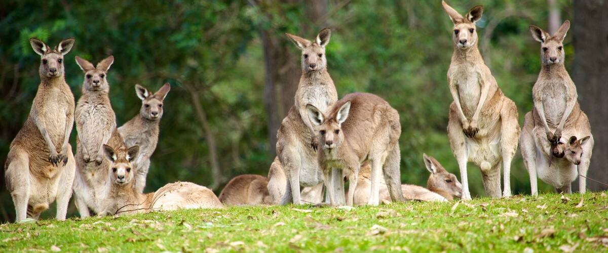 Lone Pine Koala Sanctuary showing zoo animals and land animals