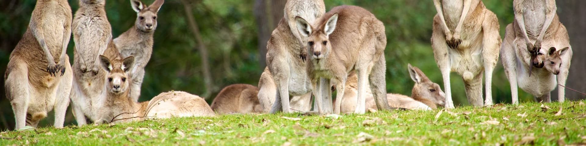 Lone Pine Koala Sanctuary showing land animals and zoo animals