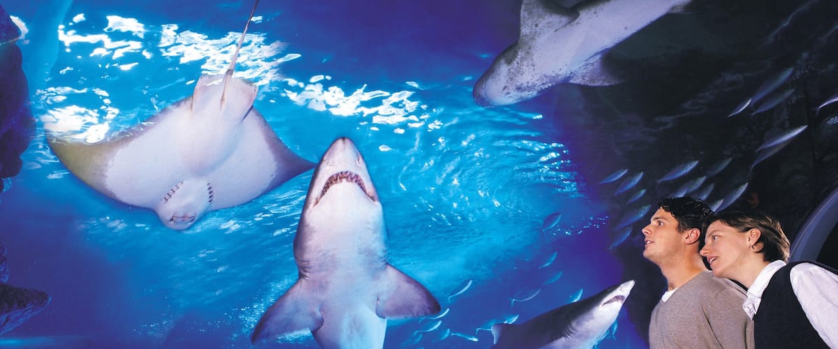 Aquarium de Melbourne mettant en vedette vues intérieures et vie marine aussi bien que couple