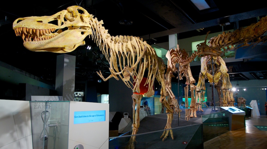 Melbourne Museum showing interior views