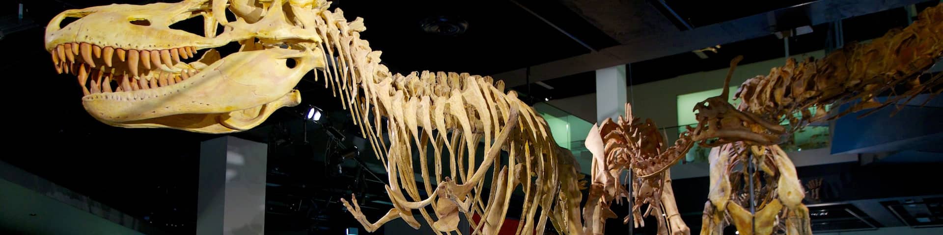 Melbourne Museum das einen Innenansichten