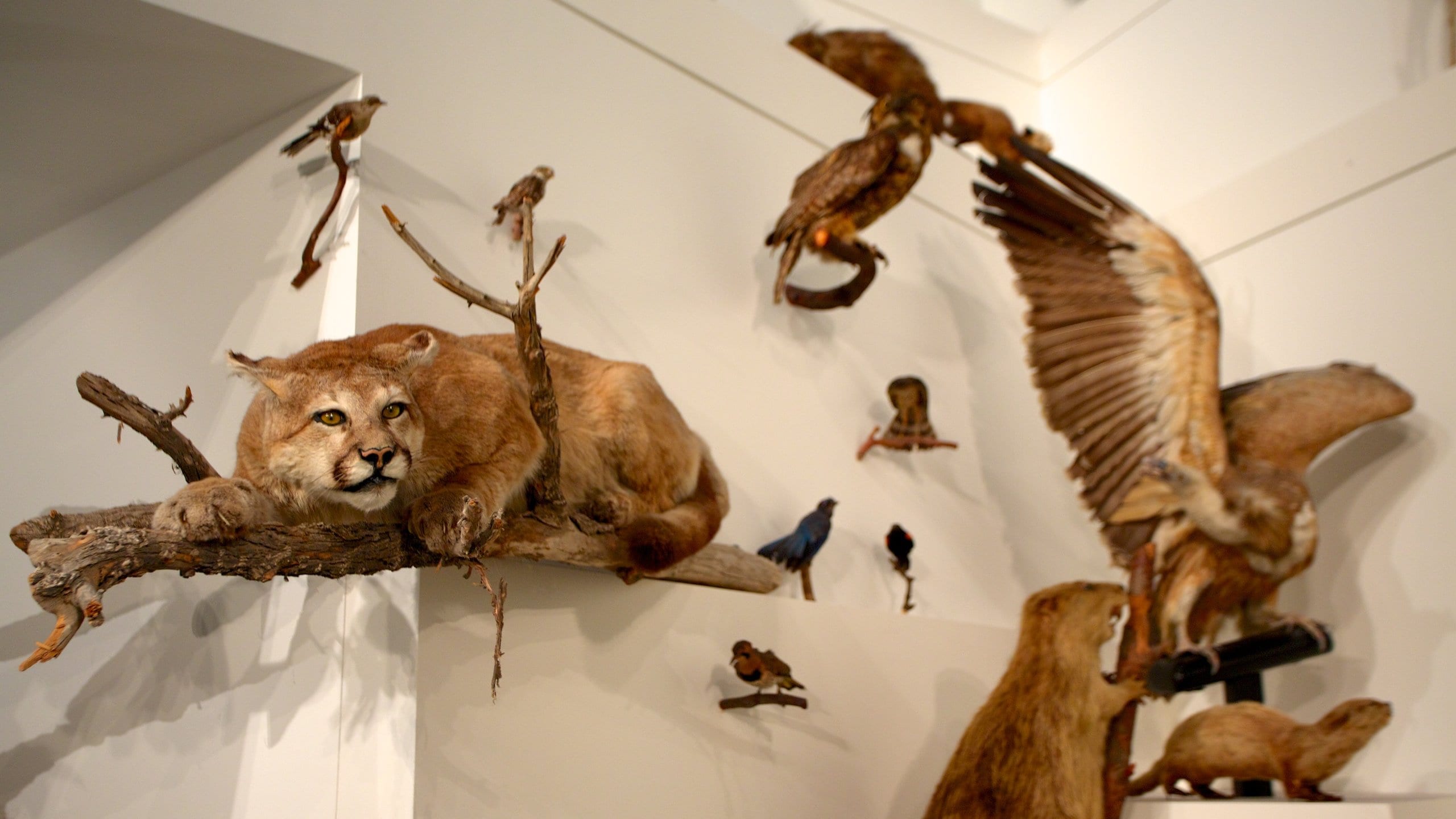 メルボルン博物館 フィーチャー 屋内の眺め