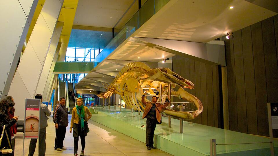 Melbourne Museum which includes interior views