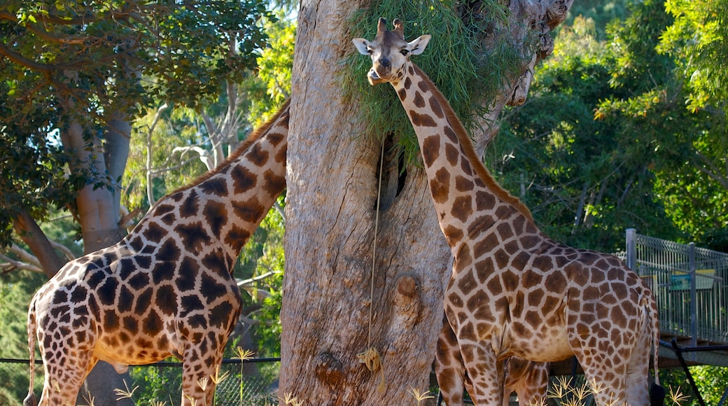 Perth Zoo showing zoo animals and land animals