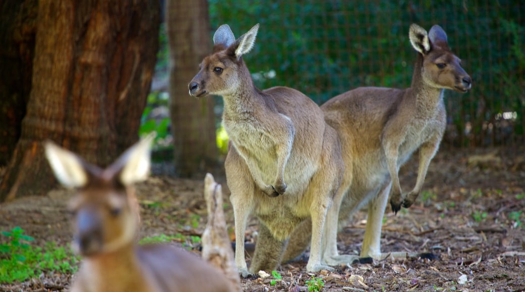 Perth Zoo mostrando animales del zoo y animales terrestres