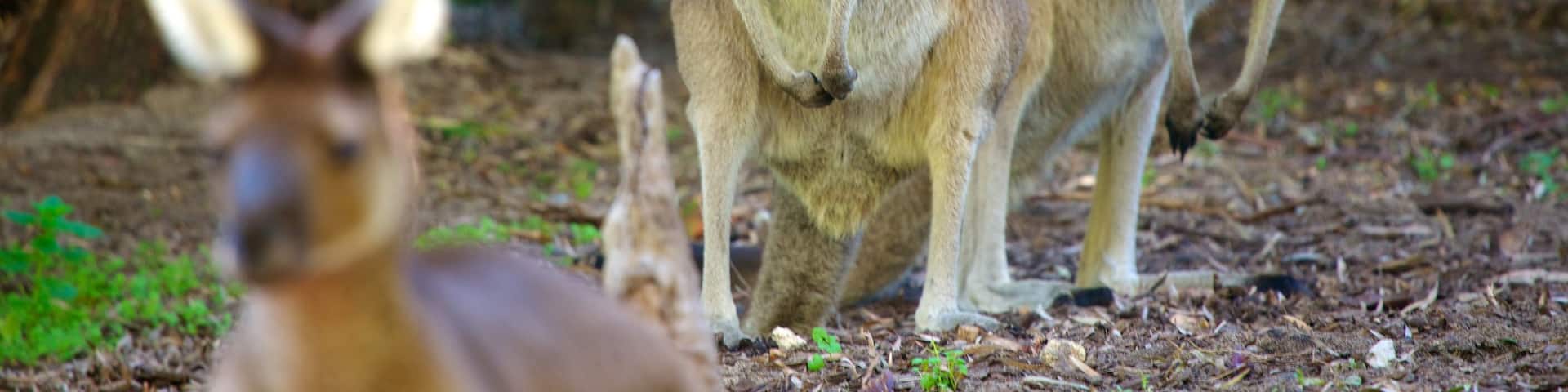 Parc zoologique de Perth qui includes animaux de zoo et animaux terrestres