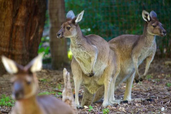 Parc zoologique de Perth qui includes animaux de zoo et animaux terrestres
