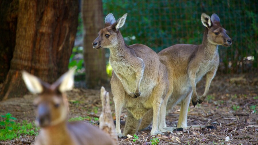 Perth Zoo showing land animals and zoo animals