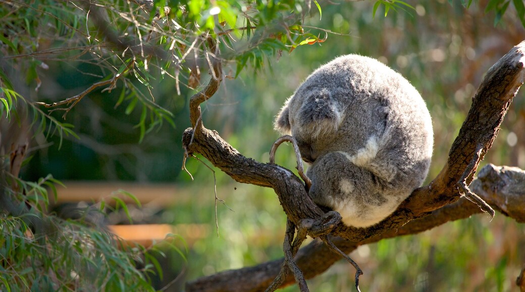 Perth Zoo showing animals, zoo animals and cuddly or friendly animals