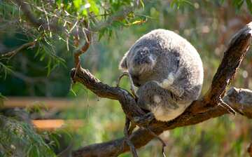 パース動物園 サウス パース エクスペディア パース動物園 サウス パース エクスペディア