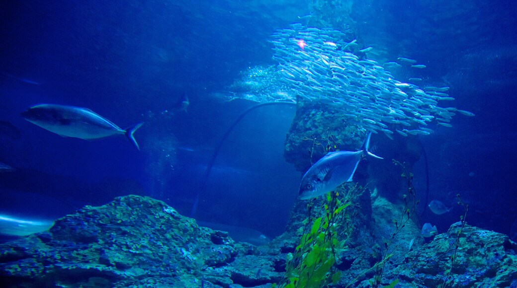Aquarium of Western Australia