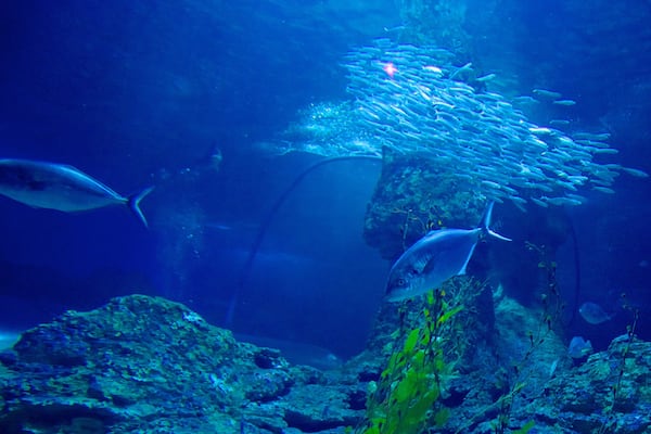 Aquarium of Western Australia montrant vie marine
