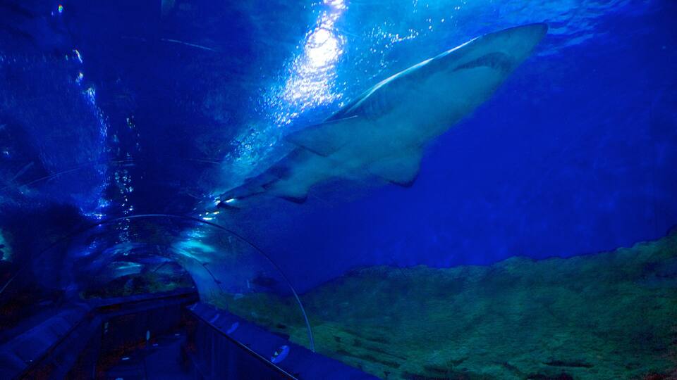 Aquarium of Western Australia which includes marine life and interior views
