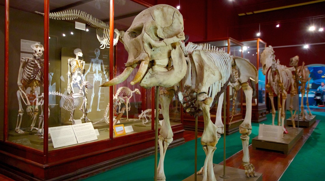 Western Australian Museum ofreciendo vistas interiores