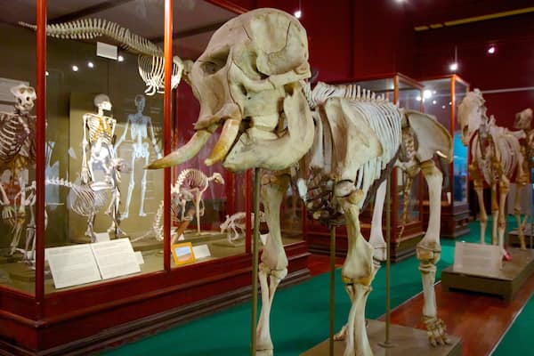 Western Australian Museum welches beinhaltet Innenansichten