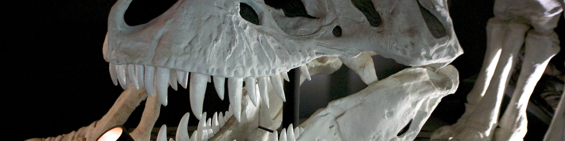 Western Australian Museum featuring interior views