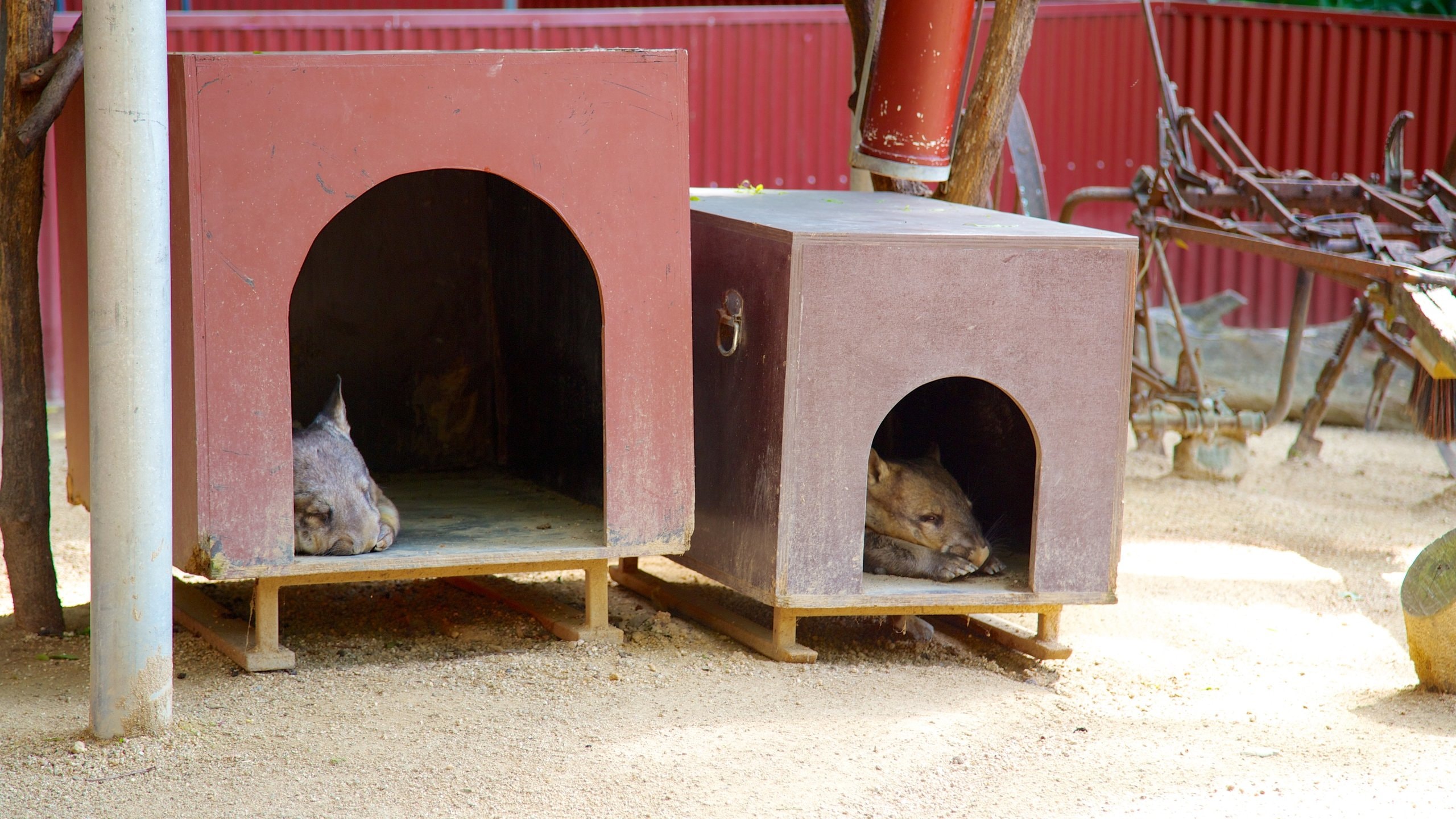 Cairns que incluye animales tiernos y animales del zoológico