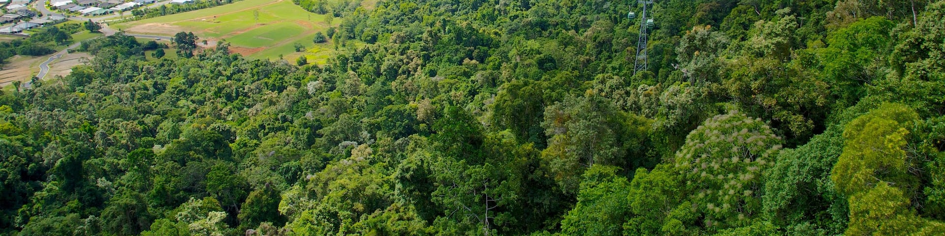 Skyrail Rainforest Cableway showing forests and rainforest