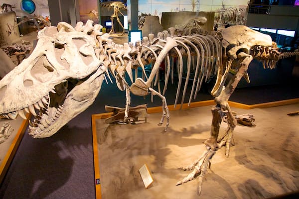 Royal Tyrrell Museum das einen Innenansichten