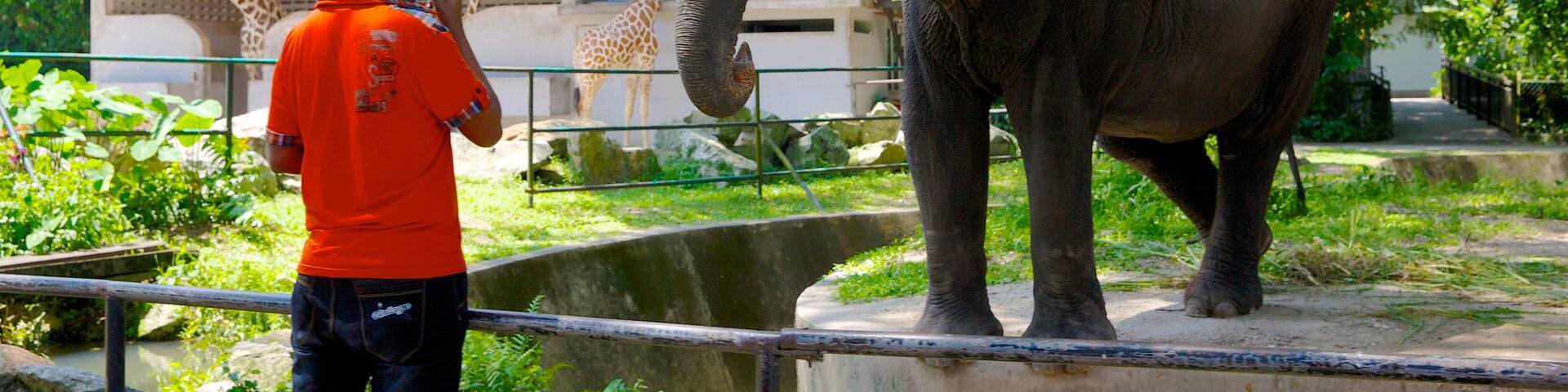 National Zoo featuring land animals and zoo animals as well as an individual male