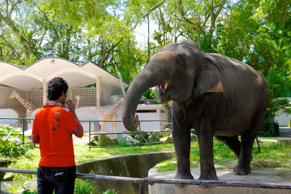 Zoo national qui includes animaux terrestres et animaux de zoo aussi bien que homme