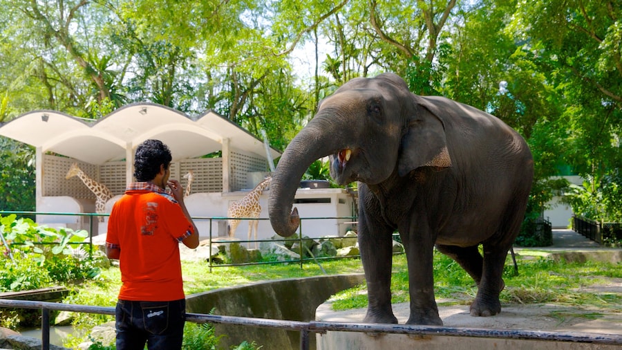 Nationale Dierentuin toont landdieren en dierentuindieren en ook een man
