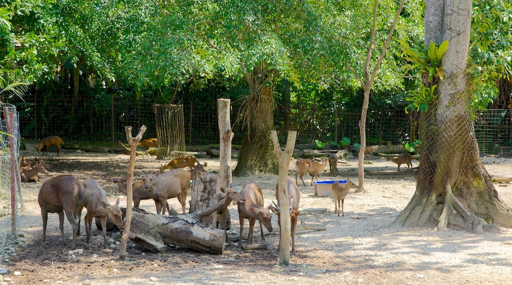 National Zoo showing zoo animals and cuddly or friendly animals