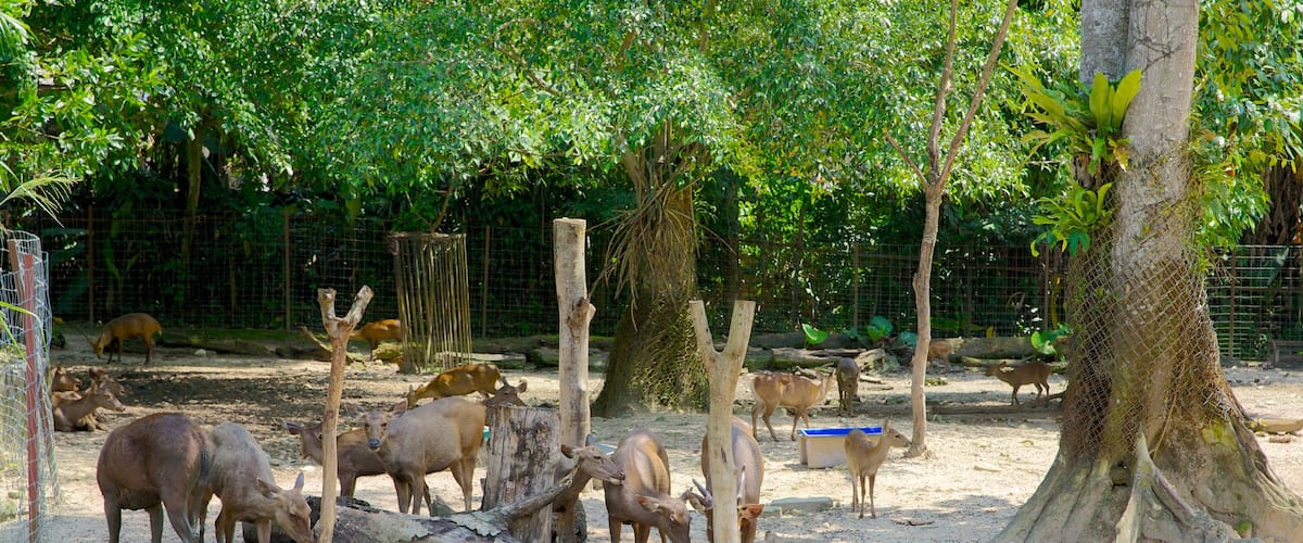 Zoo national qui includes animaux de zoo et animaux domestiques ou inoffensifs