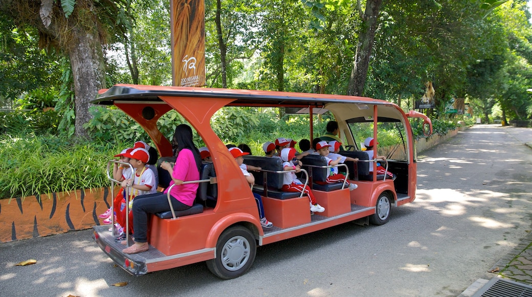 Zoo National ofreciendo turismo en vehículo y animales del zoológico y también niños