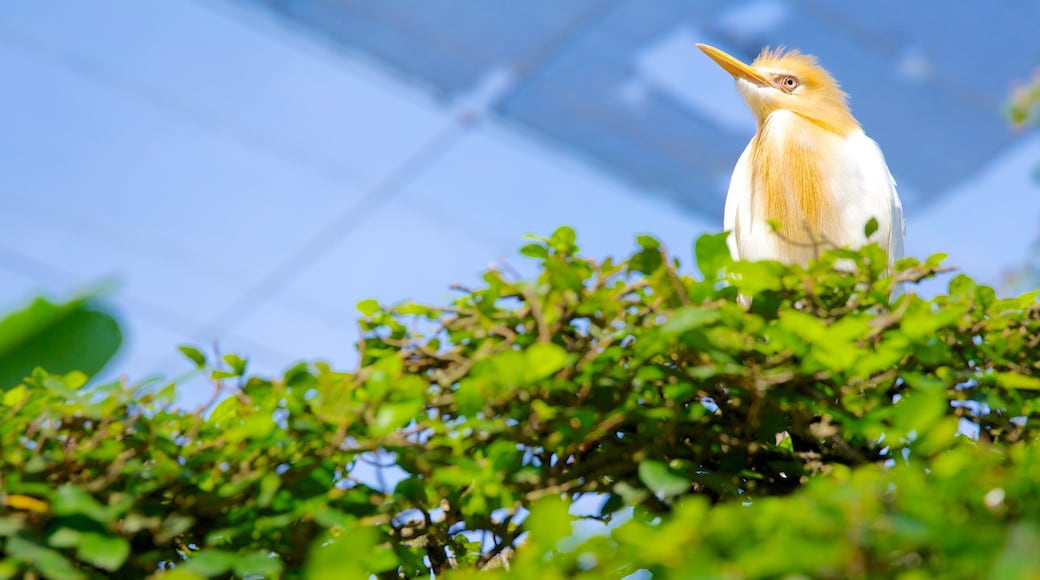 Réserve d\'oiseaux de Kuala Lumpur