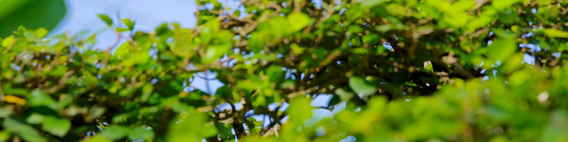 Bird Park mit einem Zootiere und Vögel