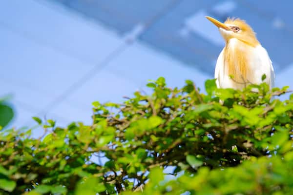 Réserve d\'oiseaux de Kuala Lumpur montrant vie des oiseaux et animaux de zoo