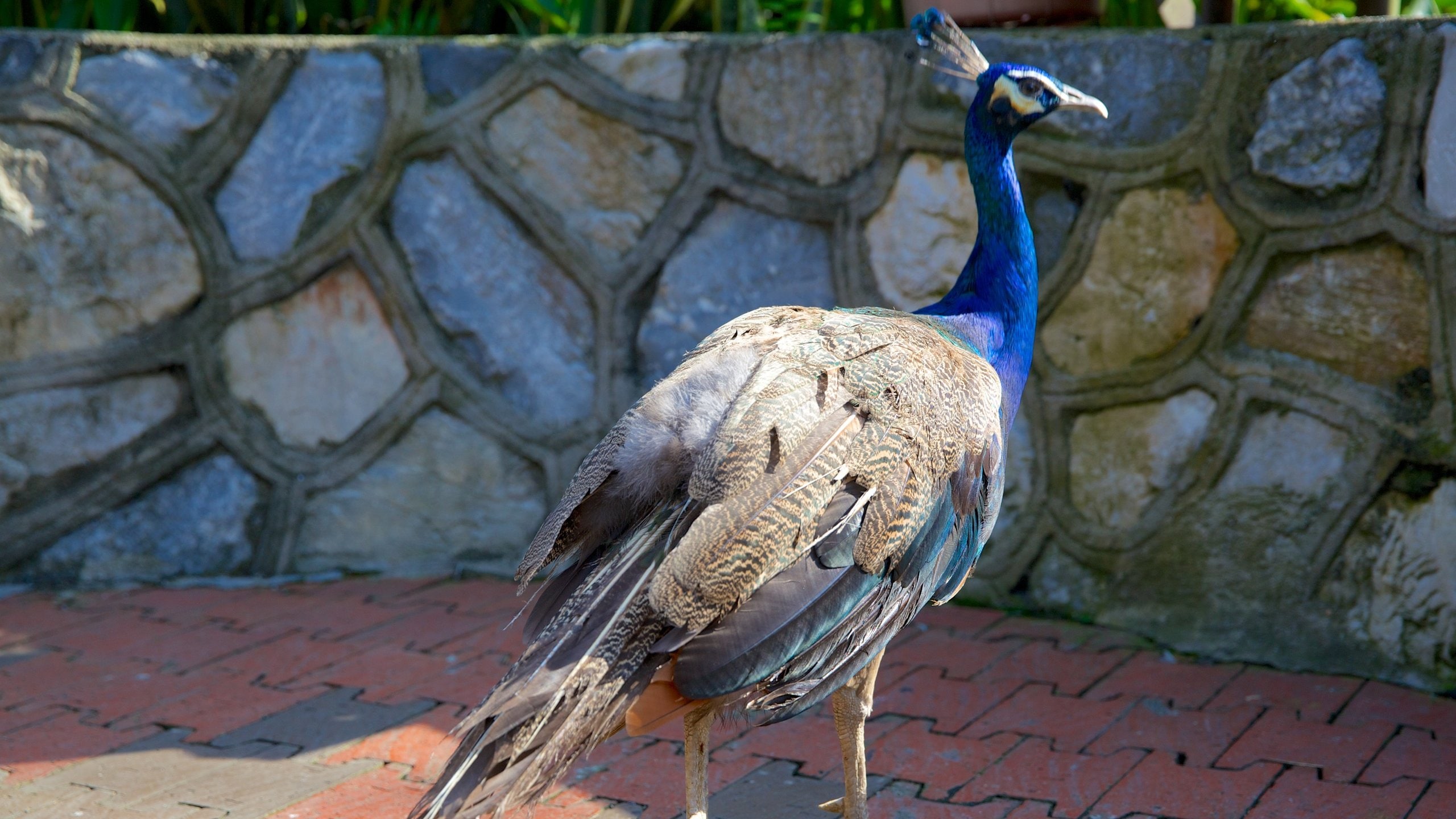 吉隆坡飞禽公园