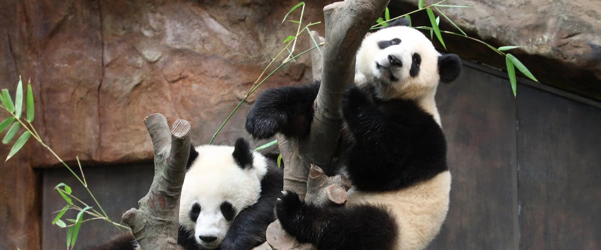 Ocean Park mettant en vedette animaux de zoo et animaux terrestres