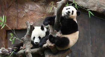 海洋公園 呈现出 動物園的動物 和 陸上動物