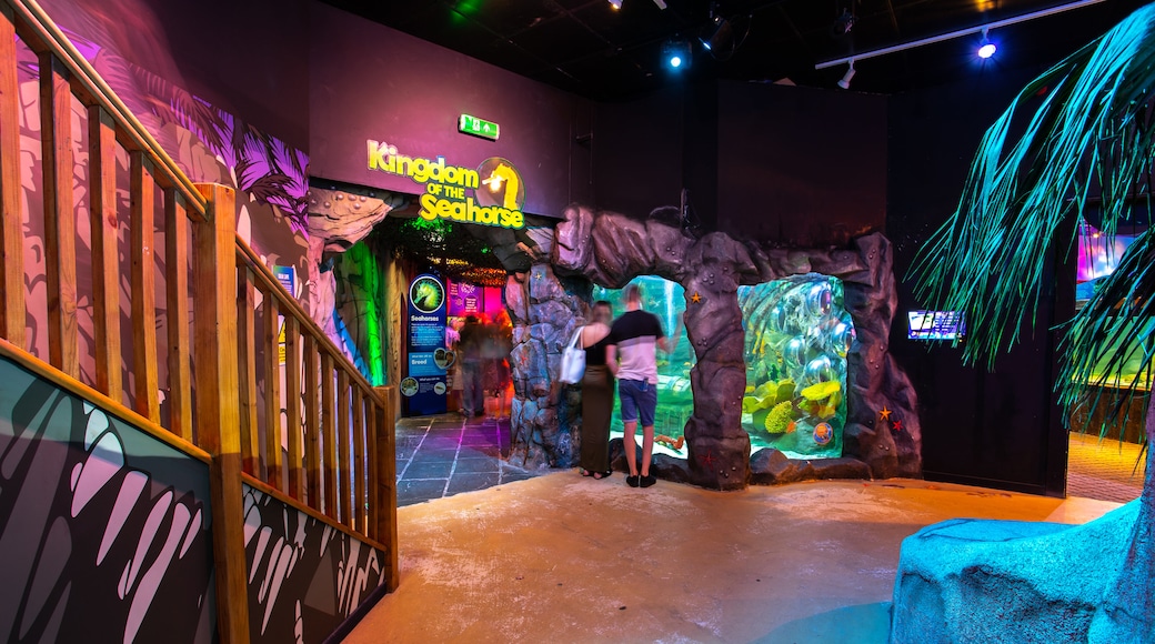 Blackpool Town Center showing marine life and interior views