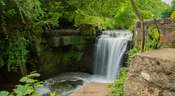 Jesmond Dene Park featuring a waterfall