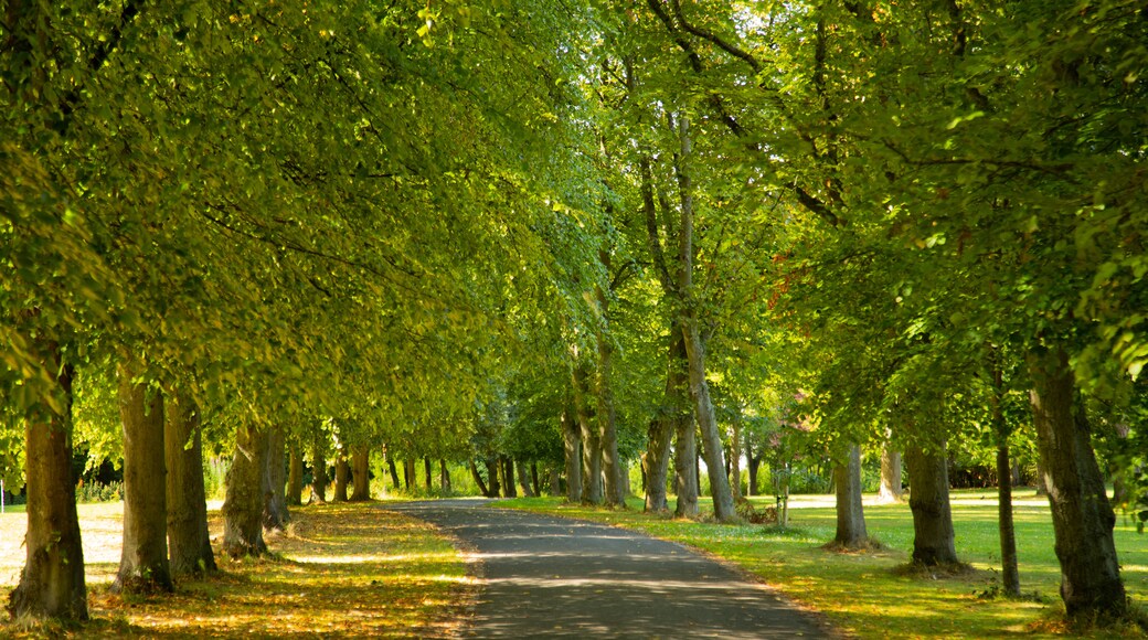 Leazes Park showing a park