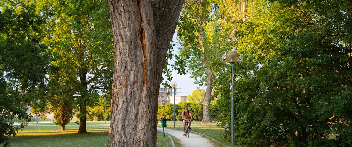 Cesenatico featuring cycling and a garden as well as an individual male