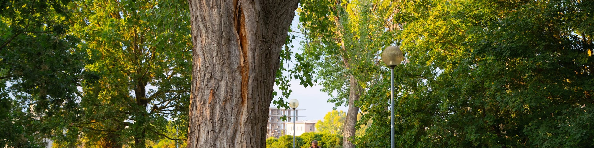 Cesenatico featuring cycling and a garden as well as an individual male