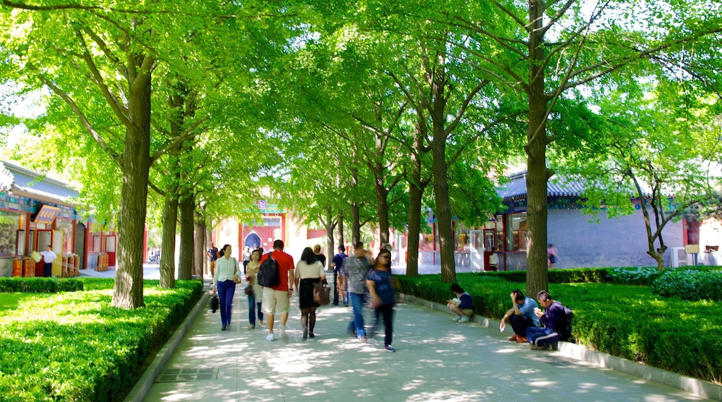 Lama Temple which includes a park as well as a large group of people