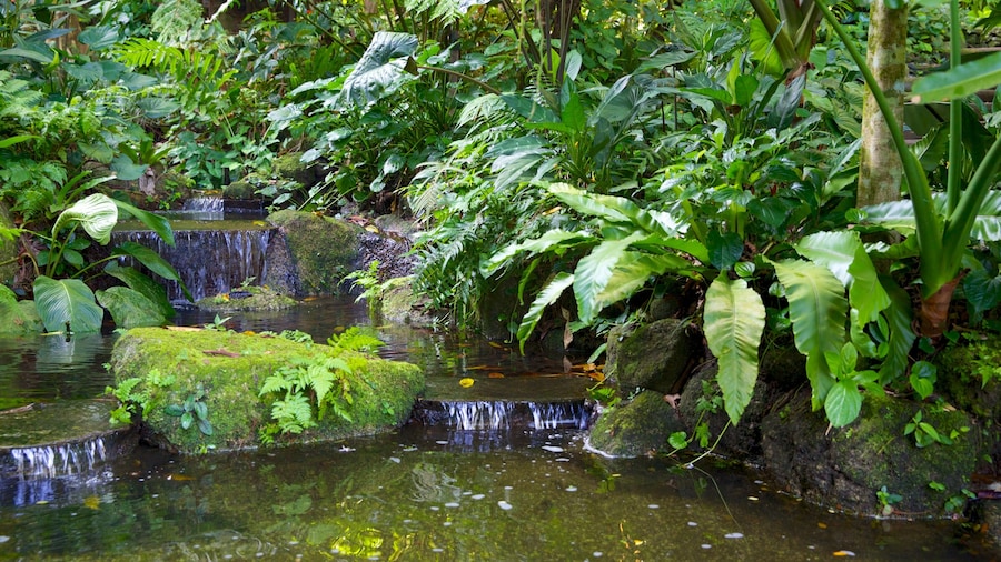 Tropical Spice Garden showing a pond and a garden