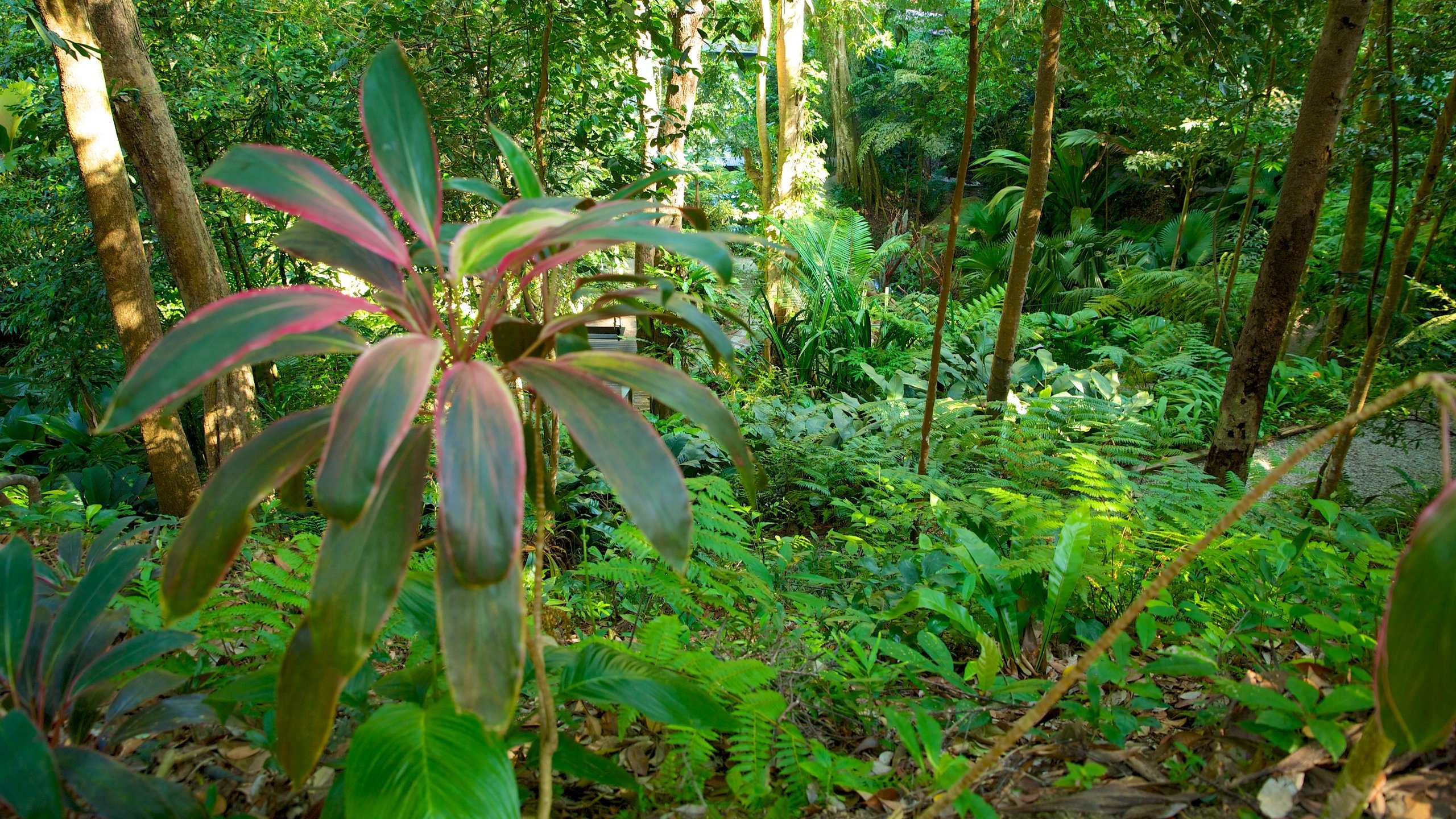 Tropical Spice Garden showing a garden