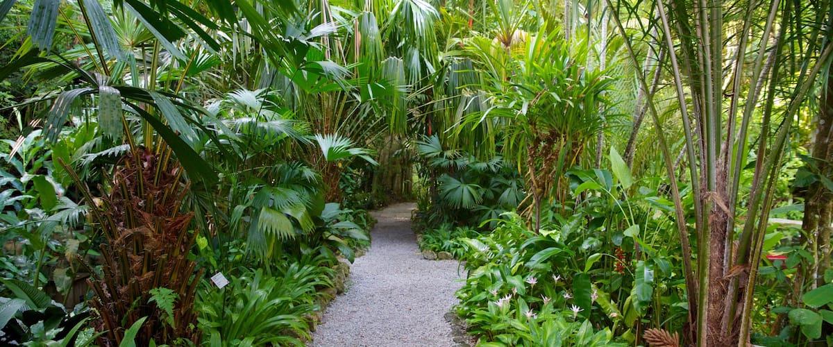 Tropical Spice Garden featuring a garden
