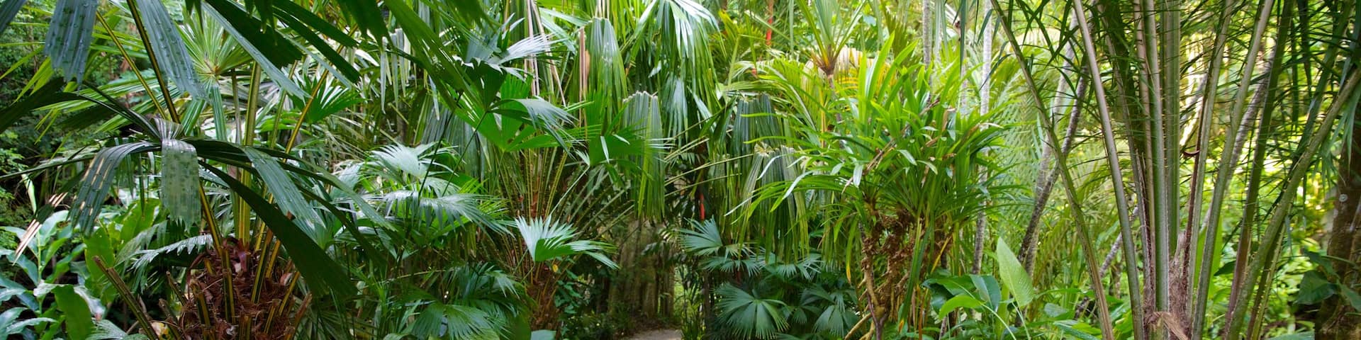 Tropical Spice Garden featuring a garden