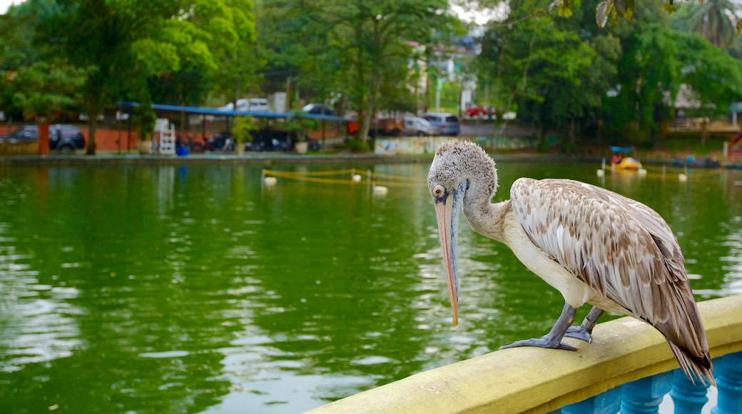 Johor Bahru som visar fåglar, en damm och zoodjur