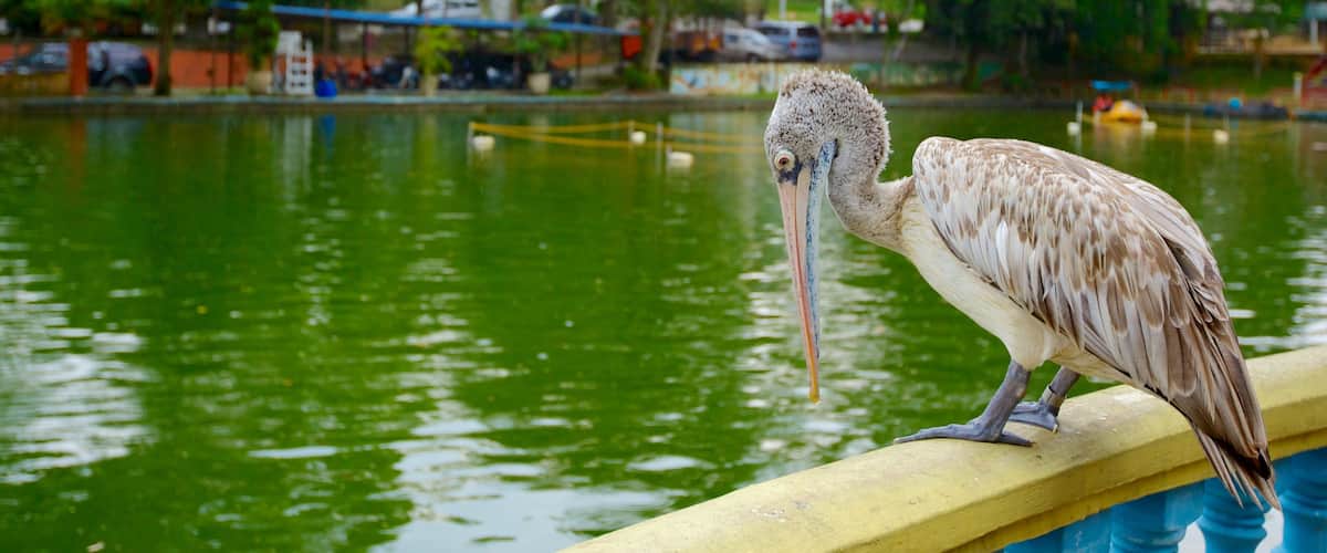 Central District which includes bird life, zoo animals and a pond