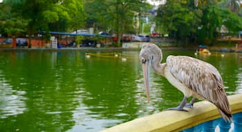 Johor Bahru showing bird life, a pond and zoo animals