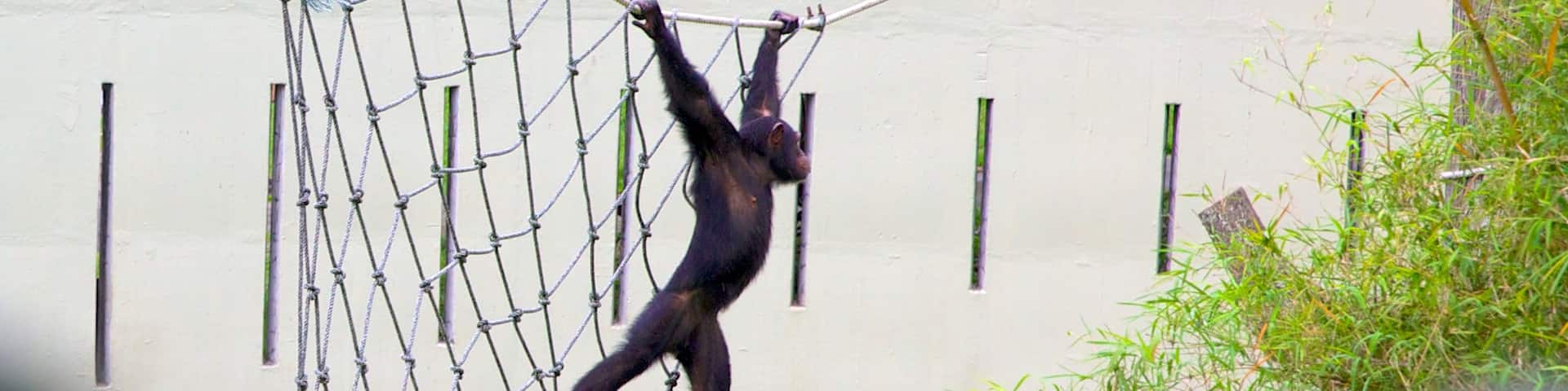 Johor Bahru qui includes animaux de zoo et animaux domestiques ou inoffensifs