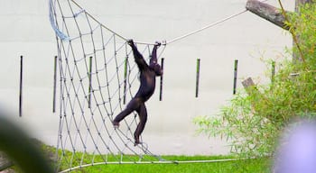 Johor Bahru which includes zoo animals and cuddly or friendly animals